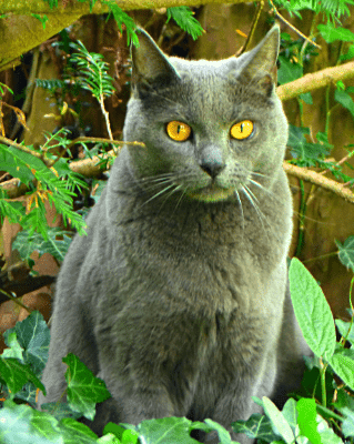 gray-cat