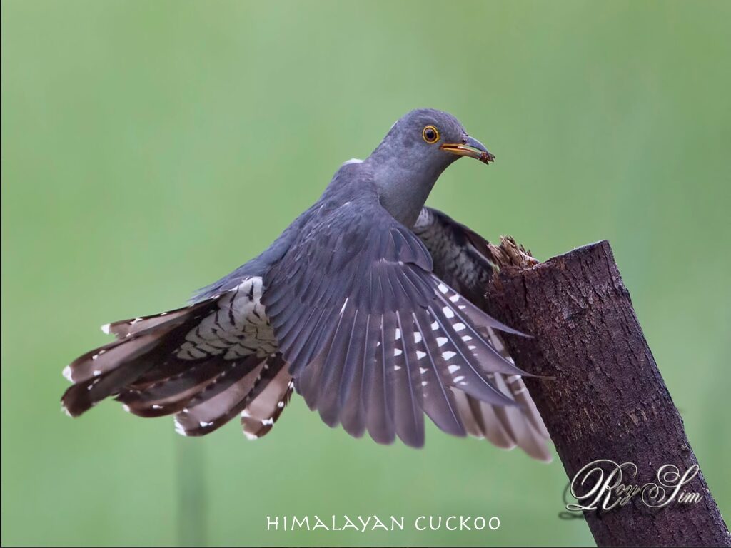 himalayan-cuckoo